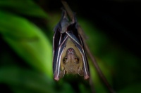 Kalon ramenaty - Cynopterus brachyotis - Lesser Short-nosed Fruit Bat o4165